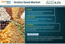 Grain Seed Market